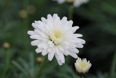 Blüte weiß der Strauchmargerite