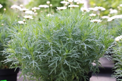 Argyranthemum frutescens