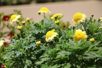 Strauchmargerite mit gelben Blüten