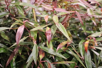 Leucothoe Pflanze