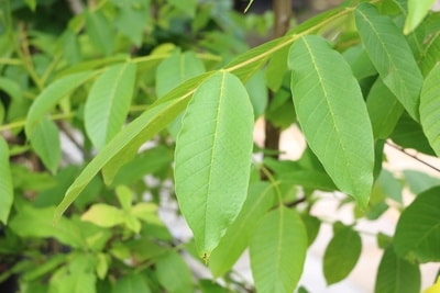 Leucothoe