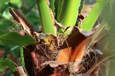 Washingtonpalme Stamm