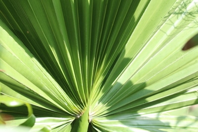 Washingtonia filifera Blatt