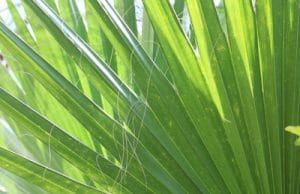 washingtonia robusta Blatt