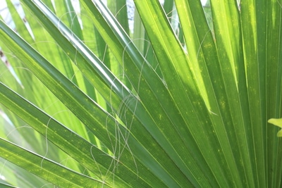 washingtonia robusta Blatt