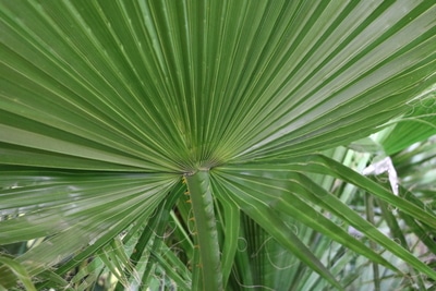 Washingtonia