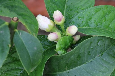 Blüte von Citrus medica