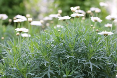 Margeritenbaum weiss