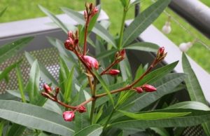 Oleander mit Blüten