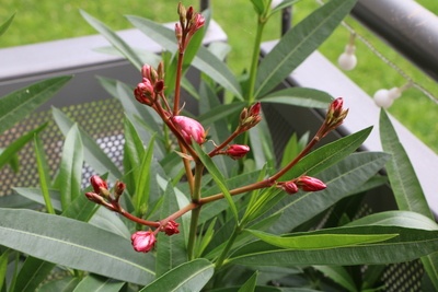 Oleander mit Blüten