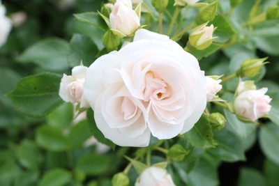 weisse Edelrose