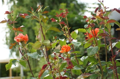 Rote Rosen Rosengarten