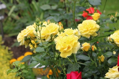 gelbe Rosen