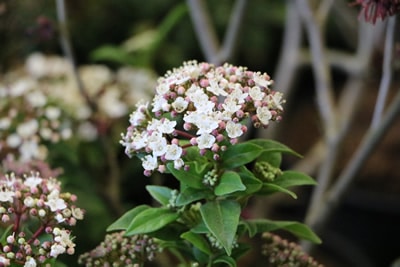 Viburnum tinus, Strauch