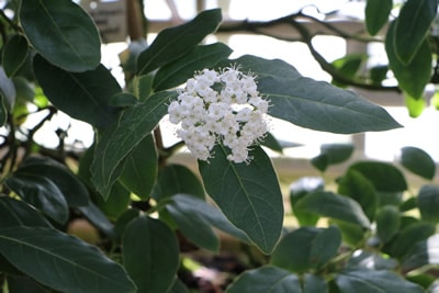 Schneeball, Viburnum