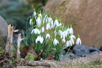 Schneeglöckchen, Blumen vertragen Frost