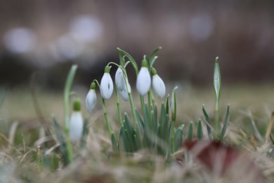 Schneeglöckchen