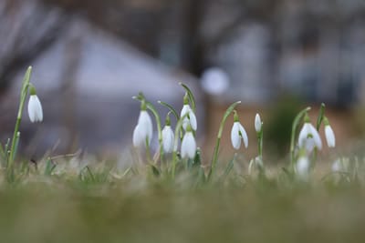 schneegloeckchen