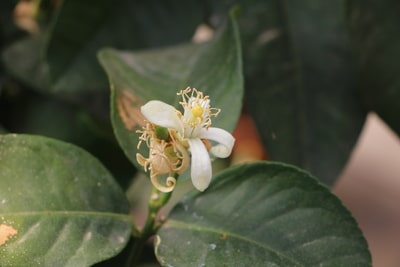 Zitronenbaum mit Blüte