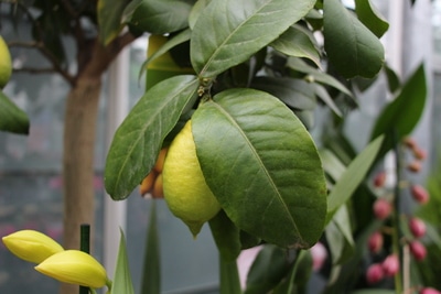 Zitronenbaum