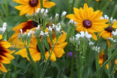 Sonnenauge Heliopsis