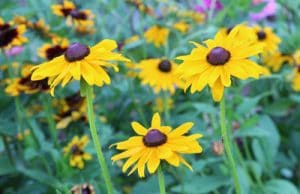 Sonnenauge Heliopsis