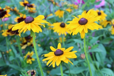 Sonnenauge Heliopsis