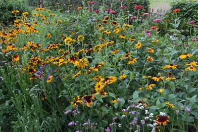 Sonnenauge Heliopsis