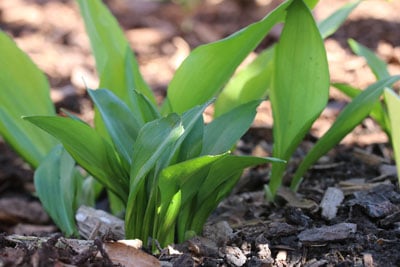 Bärlauch im Wald Kaltkeimer