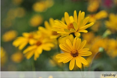 Sonnenauge Heliopsis