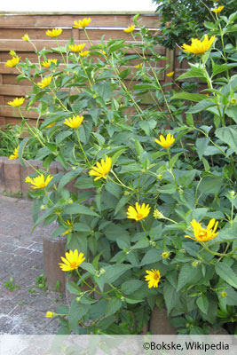 Sonnenauge Heliopsis