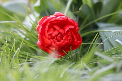 gefüllte rote Tulpe