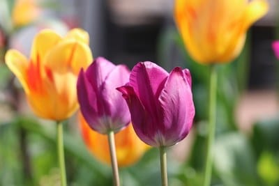 blühende Tulpen