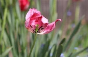 verblühende Tulpe