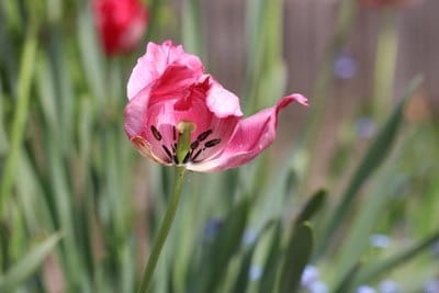 verblühende Tulpe