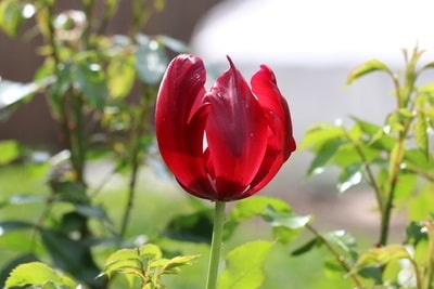 abblühende Tulpe