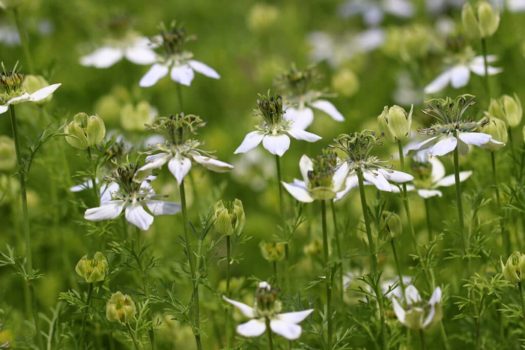 Jungfer im Grünen, Nigella damascena