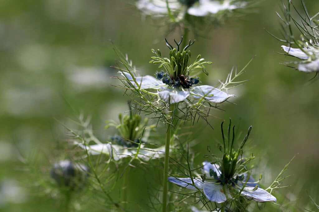 Jungfer im Grünen, Nigella damascena