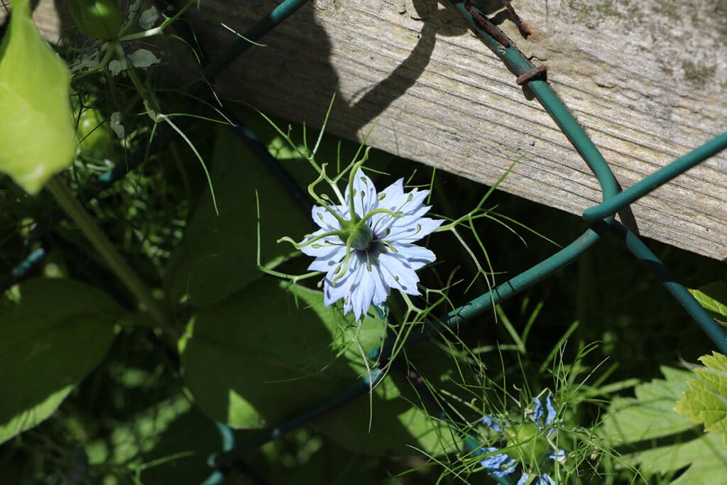 Nigella damascena