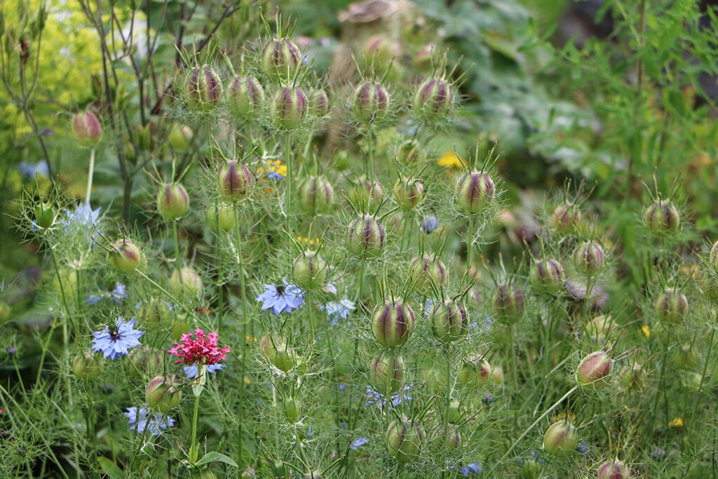 Jungfer im Grünen, Nigella damascena