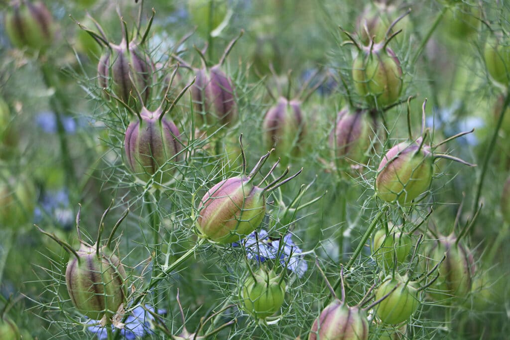 Jungfer im Grünen, Nigella damascena