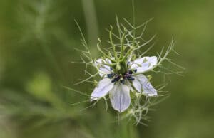 Nigella damascena