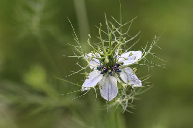 Nigella damascena