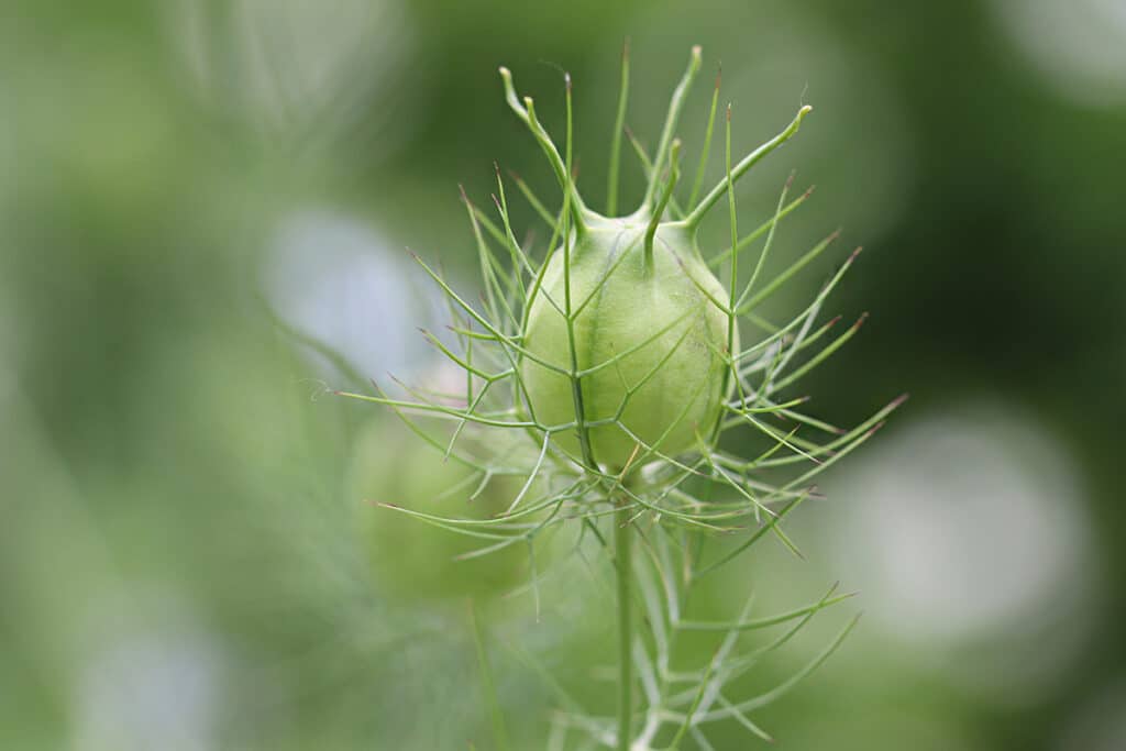 Nigella damascena