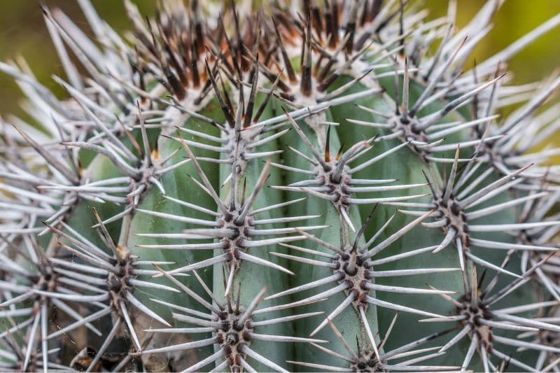 Acanthocalycium thionanthum