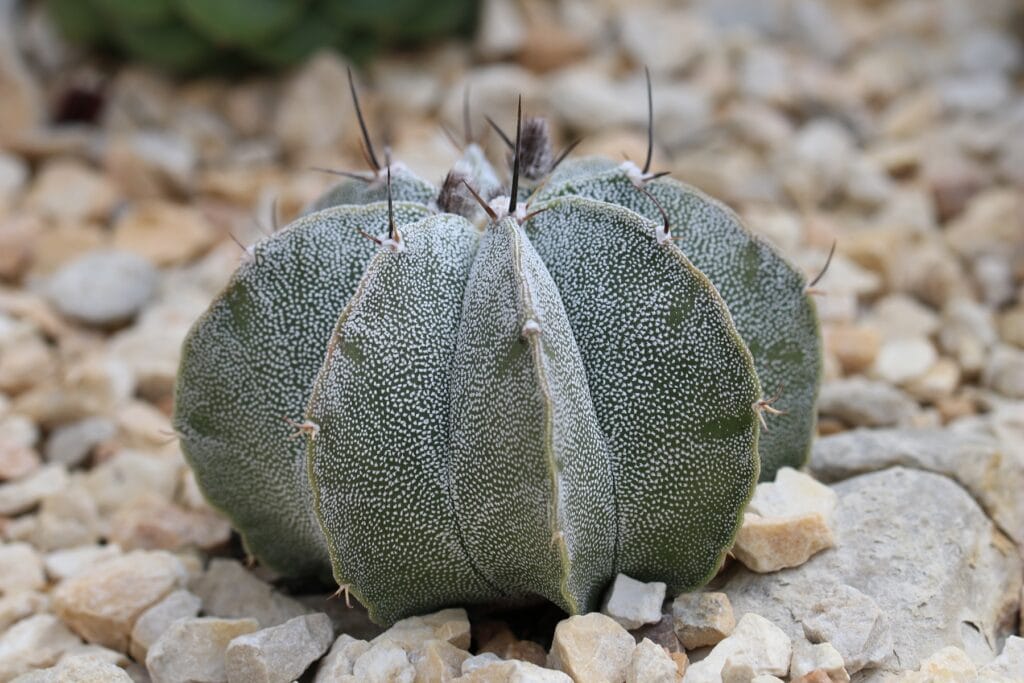 Astrophytum ornatum