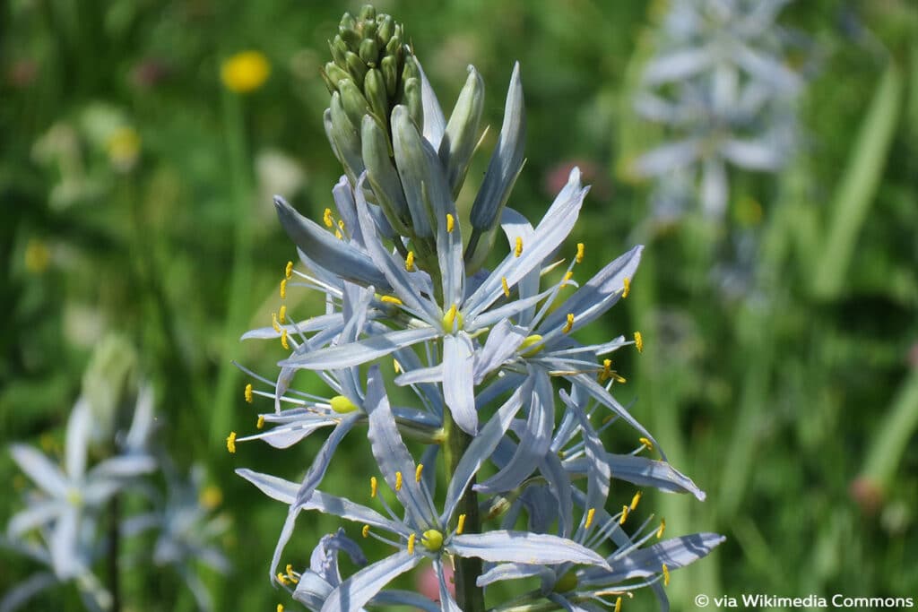 Camassia cusickii (Gewöhnliche Prärielilie)