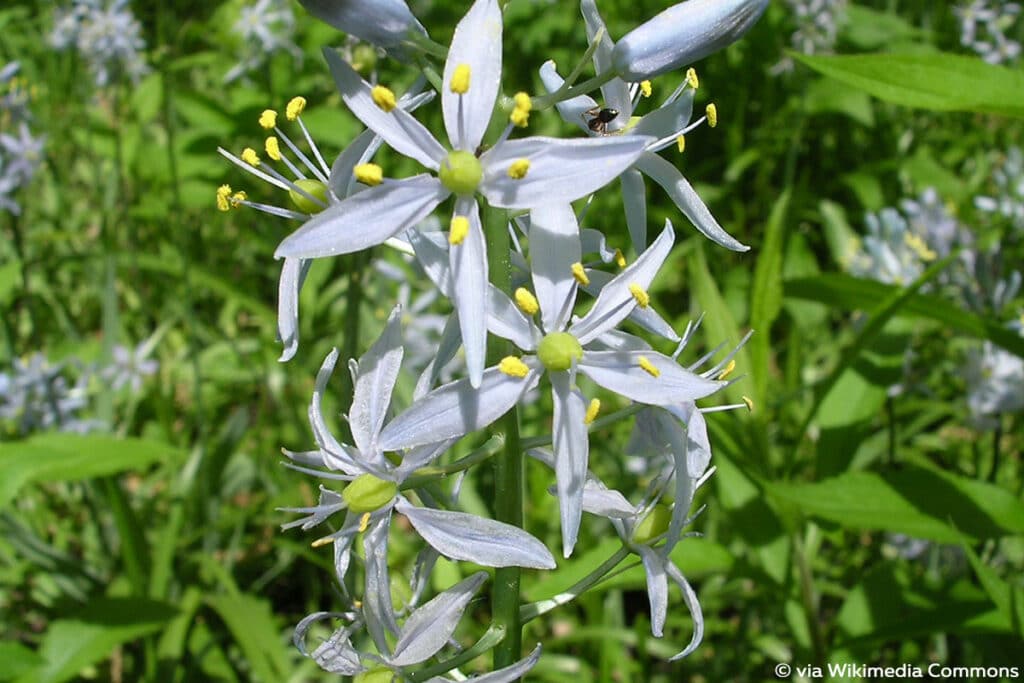 Camassia scilloides (Östliche Prärielilie)