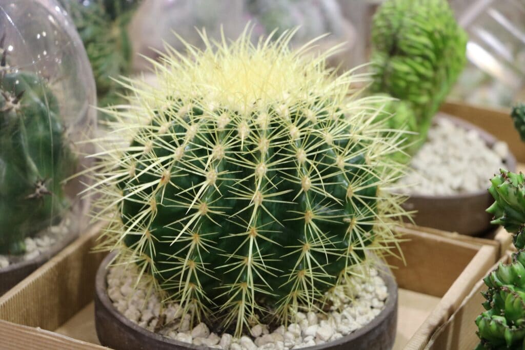 Echinocactus grusonii