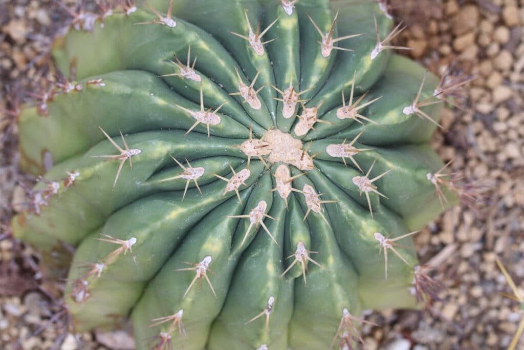 Ferocactus pottsii